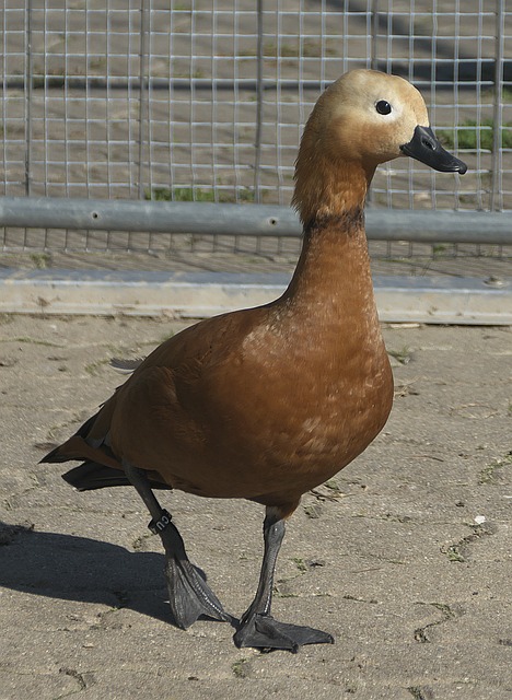 分领军